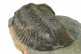 :Large, Very Inflated Struveaspis Trilobite - Jorf, Morocco #323381-4